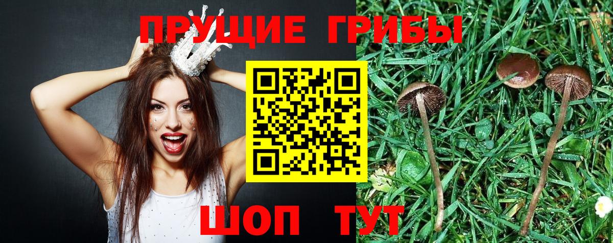 Галлюциногенные грибы Psilocybe Мытищи